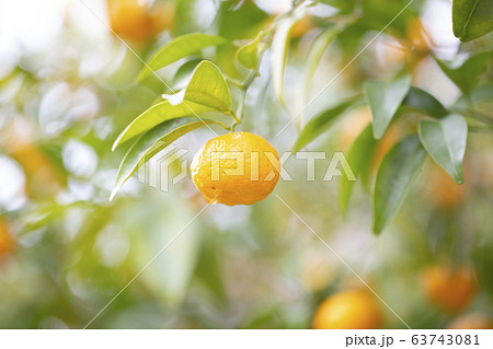 タチバナ/ミカン/都市緑化植物園 63743081