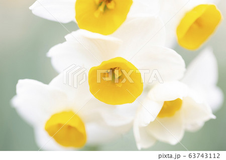 ニホンスイセン/都市緑化植物園 63743112