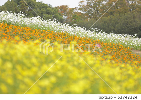 万博記念公園 コスモス 大阪府 の写真素材