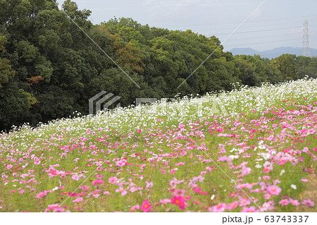 万博記念公園 コスモス 大阪府 の写真素材