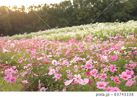 万博記念公園 コスモス 大阪府 の写真素材