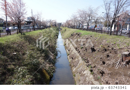 玉川上水の桜(名勝小金井並木の保存・復活整備中 陣屋橋 → 小金井橋) 玉川上水の桜(名勝小金井並木の保存・復活整備中 陣屋橋 → 小金井橋) 63743341