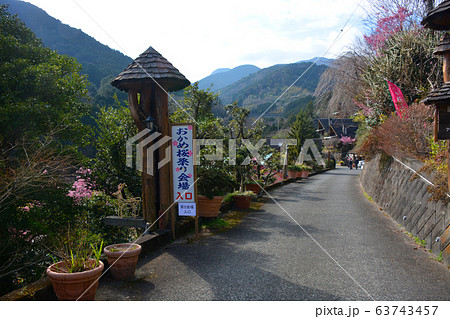 小田原市・根府川・おかめ桜まつり・会場入口の風景(1) 小田原市・根府川・おかめ桜まつり・会場入口の風景(1) 63743457