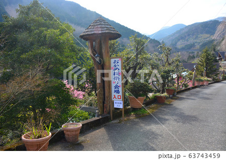 小田原市・根府川・おかめ桜まつり・会場入口の風景（２） 63743459