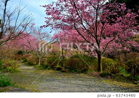 小田原市・根府川・おかめ桜まつり・桜に彩られた園路をのんびり散策 小田原市・根府川・おかめ桜まつり・桜に彩られた園路をのんびり散策 63743460