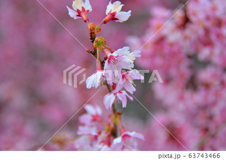 小田原市・根府川・おかめ桜まつり・下を向いた淡い紅色の一重咲きが特徴のおかめ桜（３） 63743466