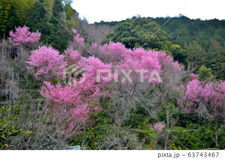 小田原市・根府川・おかめ桜まつり・素朴な山里を照らすように咲くおかめ桜（１） 63743467