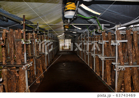 小田原市・根府川・おかめ桜まつり・会場内の納期レストランに隣接するきのこ狩りの施設（１） 63743469