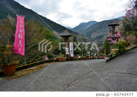 小田原市・根府川・おかめ桜まつり・会場入口の風景（３） 63743477