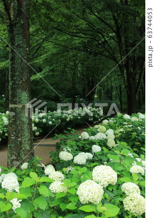 アナベル(アジサイ)が咲く神戸市立森林植物園 アナベル(アジサイ)が咲く神戸市立森林植物園 63744053