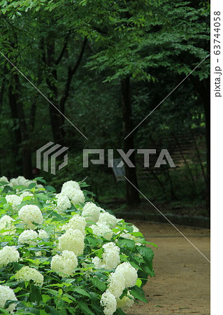 アナベル アジサイ が咲く神戸市立森林植物園の写真素材