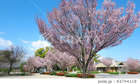 愛知県 名古屋市 徳川園 桜 愛知県 名古屋市 徳川園 桜 63744119