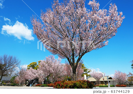 愛知県　名古屋市　徳川園　桜 63744129