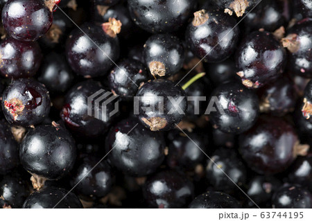 Black currant top view. 63744195