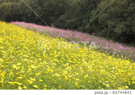 万博記念公園 コスモス 大阪府 の写真素材