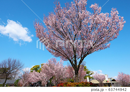 愛知県 名古屋市 徳川園 桜 愛知県 名古屋市 徳川園 桜 63744942