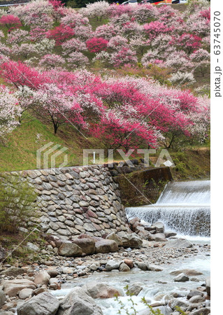 月川温泉　花桃の里 63745070