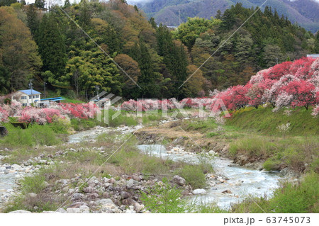月川温泉 花桃の里 月川温泉 花桃の里 63745073
