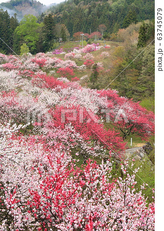月川温泉 花桃の里 月川温泉 花桃の里 63745079