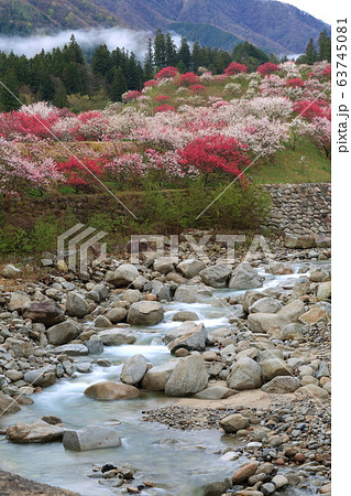 月川温泉 花桃の里 月川温泉 花桃の里 63745081