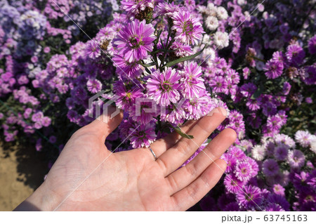 Woman hand touching fresh violet Margaret flowers 63745163