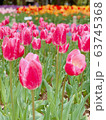 チューリップ 63745368