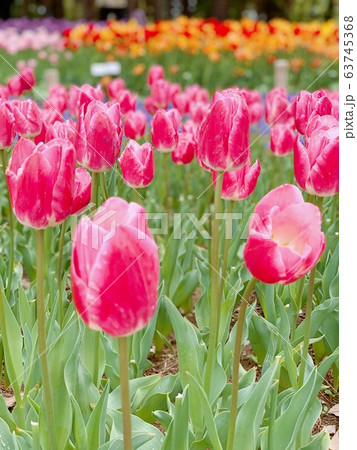 チューリップ 63745368