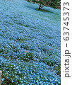 花の絨毯 63745373
