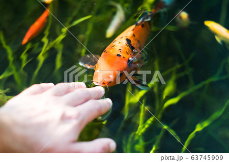 colourful kois fish eating from hand orange and black 63745909