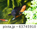 colourful kois fish eating from hand orange and black 63745910