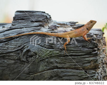 Orange garden lizard on a log. Orange garden lizard on a log. 63746022