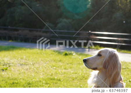 公園 公園 63746397