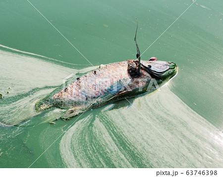 Dead Tilapia fish by polluted water in natural lake. Dead Tilapia fish by polluted water in natural lake. 63746398