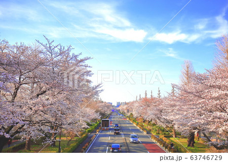 国立市大学通りの桜 国立市大学通りの桜 63746729