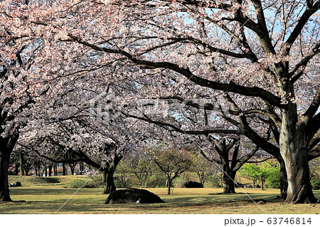 桜 公園 南立石公園 桜 公園 南立石公園 63746814