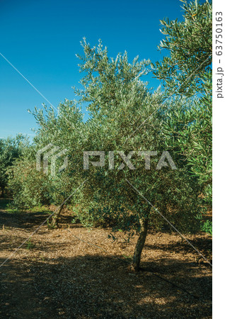 Orchard with olive trees in a farm Orchard with olive trees in a farm 63750163