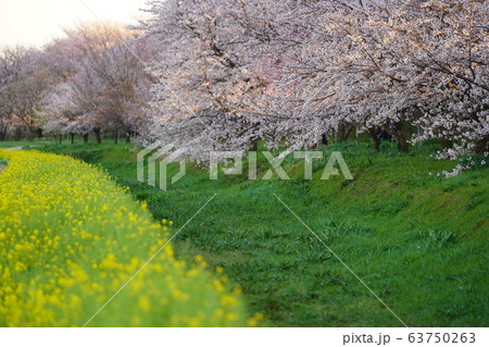 桜・菜の花コラボ 63750263