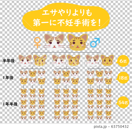 Explanation illustration of local cat TNR sterilization operation from feeding 63750432
