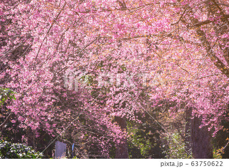 Branch with pink sakura blossoms, Chiang Mai, Thailand. Pink blossoms on the branch spring blooming 63750622