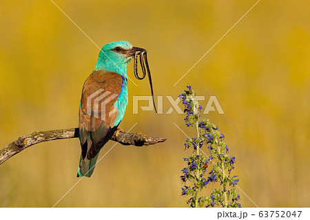 Colorful european roller sitting on a branch and holding snake in beak in summer Colorful european roller sitting on a branch and holding snake in beak in summer 63752047