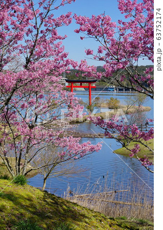 千葉県　湖畔の桜　亀山水天宮　亀山湖 63752174