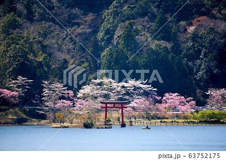 千葉県　湖畔の桜　亀山水天宮　亀山湖 63752175