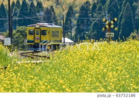 千葉県　いすみ鉄道　S字カーブ　菜の花　とまれみよ 63752186