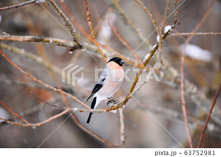 ウソ 野鳥の写真素材 [63752981] - PIXTA