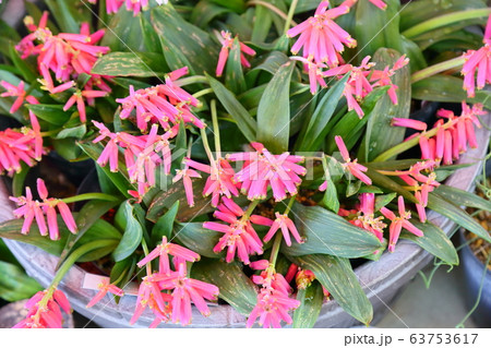 ラケナリアの花の写真素材