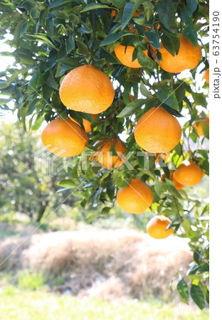 デコポンアップ デコポンアップ 63754190