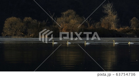 白鳥 動物 新しい 63754736