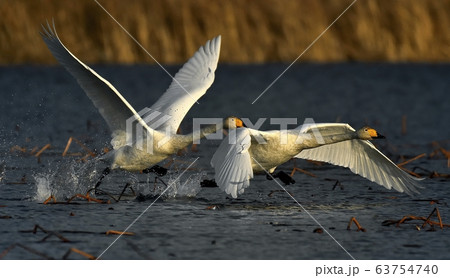白鳥 動物 新しい 63754740