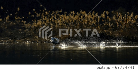 白鳥 動物 新しい 63754741