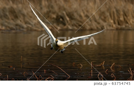 白鳥 動物 新しい 63754745